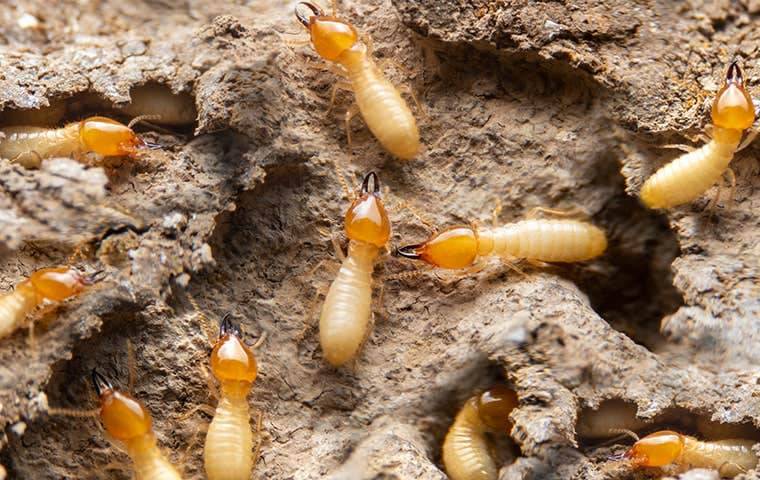 Traitement termites et nuisibles à Bordeaux dans le Médoc et à Royan
