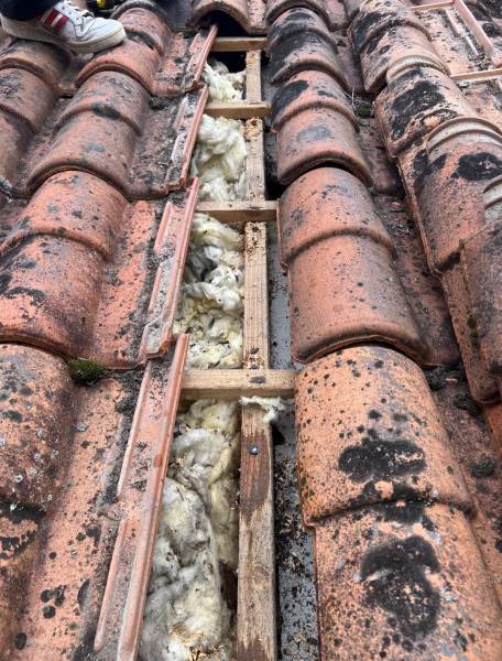 Comment éliminer un problème de capricorne dans les bois de charpente d'une maison à Saint Médard en Jalles 33