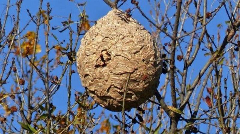 Qui contacter pour retirer un nid de guêpes ou de frelons asiatiques dans un arbre ? Vendays Montalivet dans le Médoc
