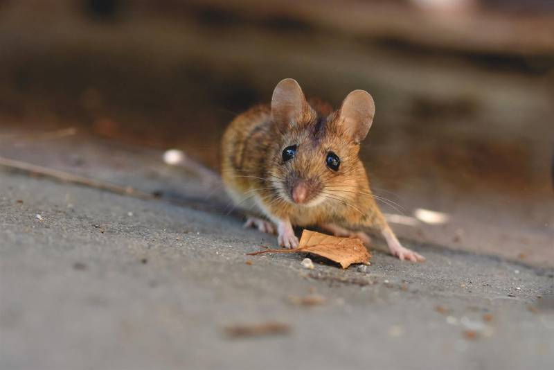 Société de dératisation à Saint Vivien de Médoc 33 pour éliminer des souris dans une maison