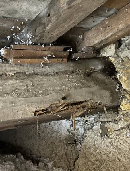 Comment traiter une infestation de capricornes dans les bois de charpente en Gironde (33) ?