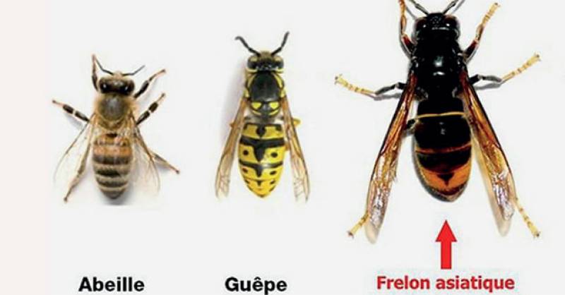 Société de destruction de nid frelons asiatiques en urgence centre naturiste EURONAT dans le Médoc 33