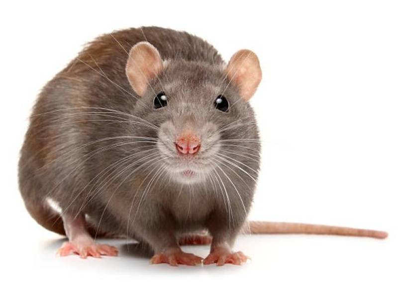 Qu'est ce qui attire les souris et les rats dans une maison vers Soulac sur Mer 33 ?