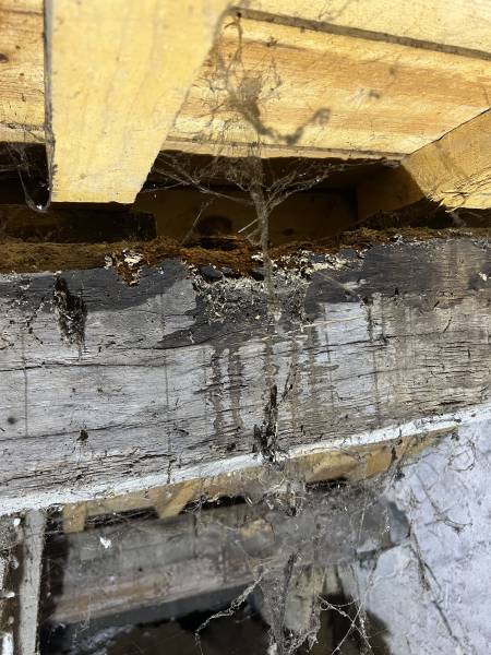 Traitement des bois de charpente par injection pour éliminer un problème de vrillettes Vendays Montalivet 33 dans le Médoc