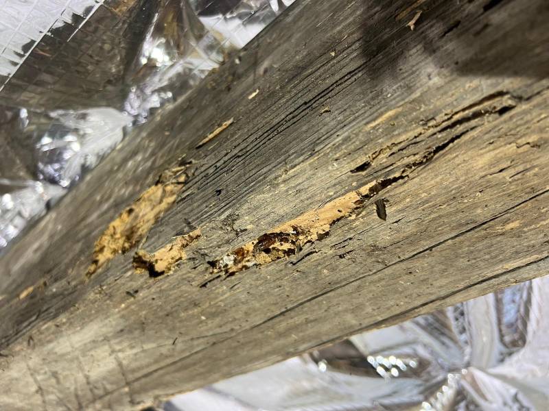 Comment savoir s'il y a des termites dans une maison situé dans le Médoc en Gironde ?