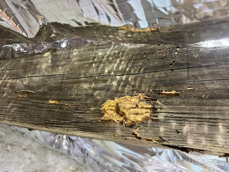 Quand Faut-il faire un traitement de charpente ? Médoc 33 Gironde