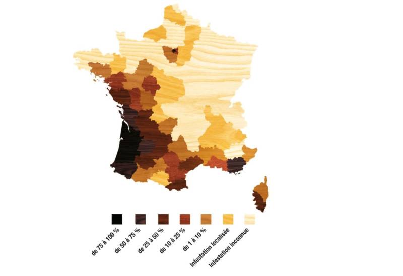 Quelles sont les zones contaminées par les termites en Gironde et dans le Médoc?