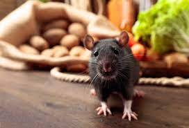 Exterminateur de rats professionnel en urgence pour un bar restaurant sur Vendays Montalivet 33