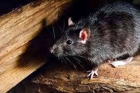 Société de dératisation pour éliminer un problème de rats sur Eysines 33 près de Bordeaux