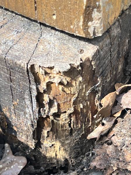 Bois extérieur détruit par les termites - infestation avancée à Montalivet 