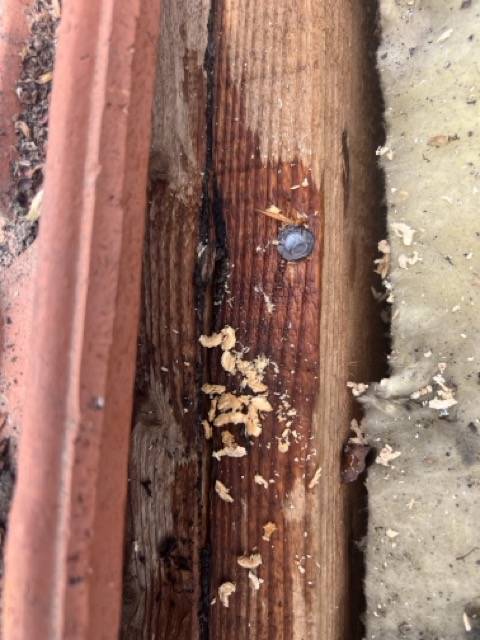Bois de charpente attaqué par les termites - signes visibles d'infestation dans le médoc 