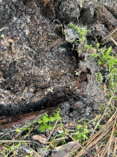 Présence de termites dans le sol - colonie active détectée dans le médoc