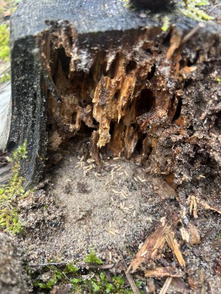 Dégats important causés par les termites dans le médoc - bois totalement détruit à Lesparre médoc 