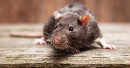 Dératiseur professionnel pour éliminer des rats dans une propriété vers bordeaux 