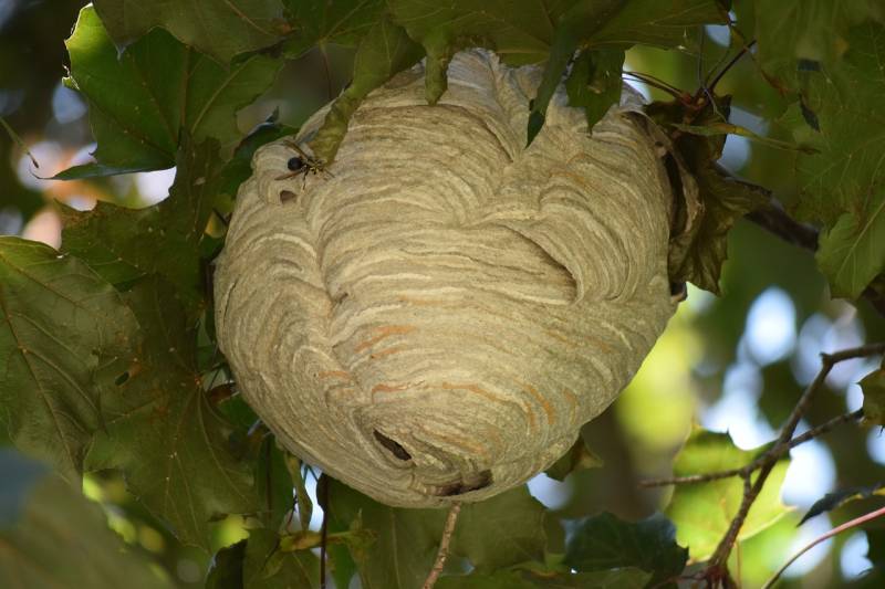 Quelle différence entre un nid de guêpes et un nid de frelons asiatiques dans le Médoc ?
