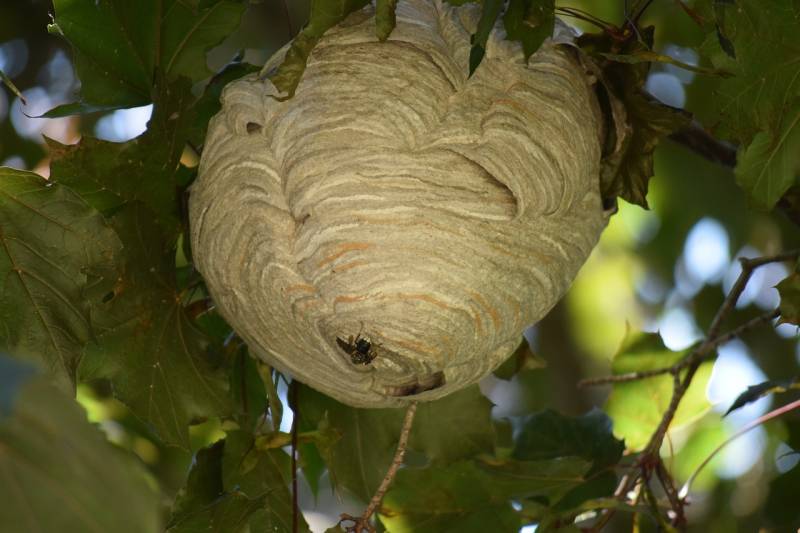 Professionnel pour retirer un nid de frelons asiatiques en urgence pas cher à côté du centre EURONAT Grayan et L'hôpital