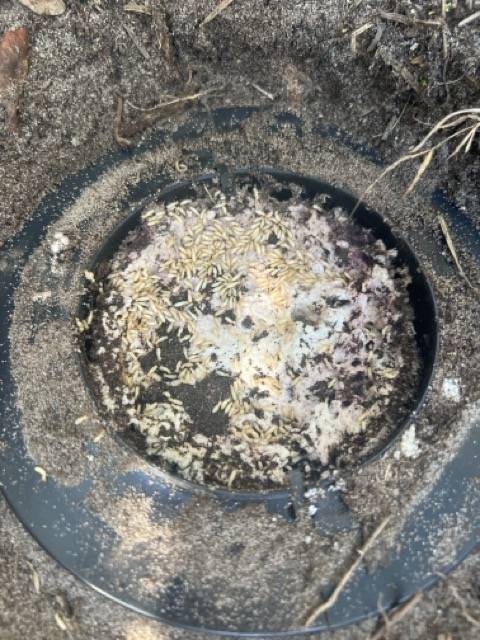 Piège appâts Novaterm actif - élimination des termites en cours à Soulac sur mer 