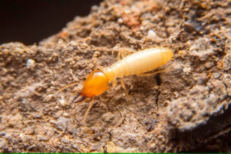 À quoi ressemble une termite ? Identifier les types et espèces de termites en Gironde