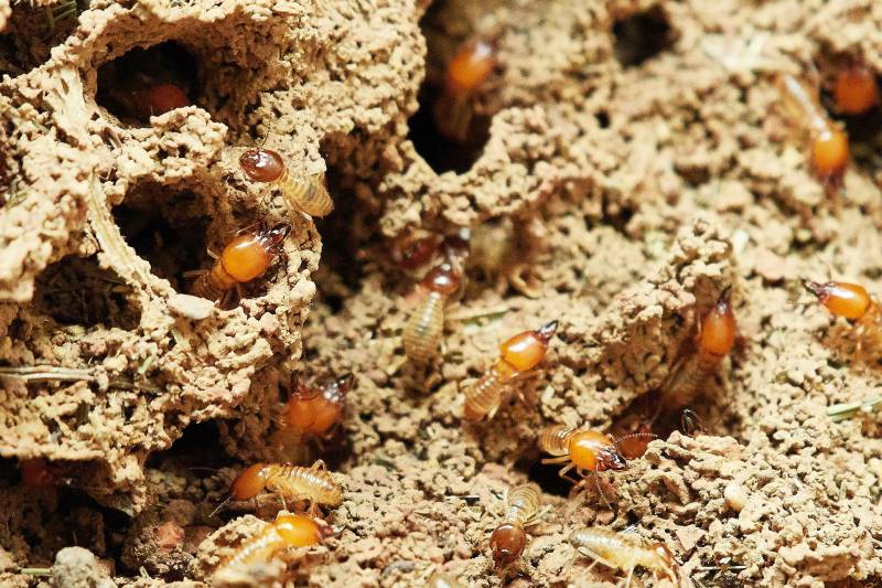 Entreprise de traitement contre les termites à SOULAC SUR MER