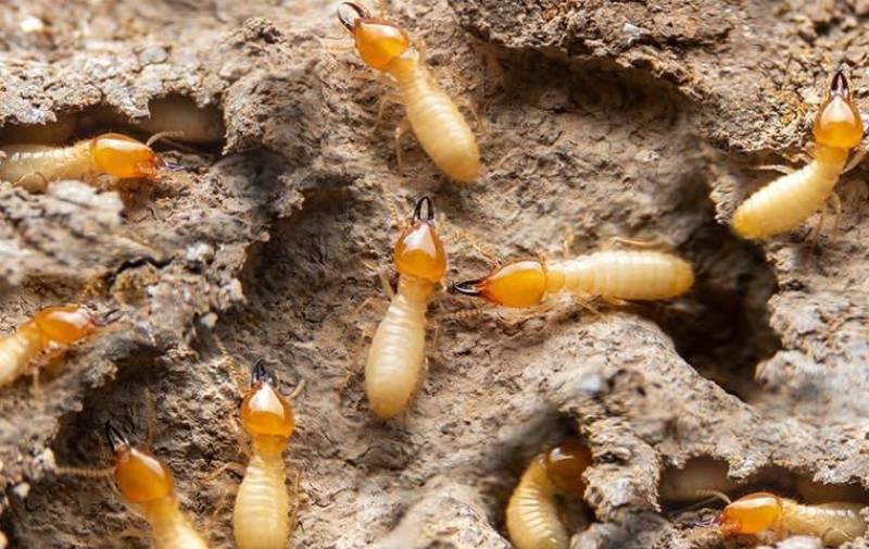 Trouver un entreprise pour eradiquer les termites à Hourtin