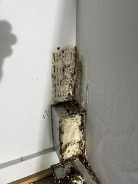 Que deviennent les insectes nuisibles pendant l'hiver ? Saint Vivien de Médoc 33