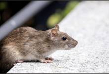 Dératisation hiver Médoc  - Intervention rapide rats et souris en Gironde (33)