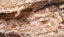 Notre zone d'activité pour ce service Traitement anti-termite à bon prix pour charpente traditionnelle et fermette à Le Verdon sur Mer en Gironde : protégez votre maison des insectes xylophages avec un budget maîtrisé - 2026